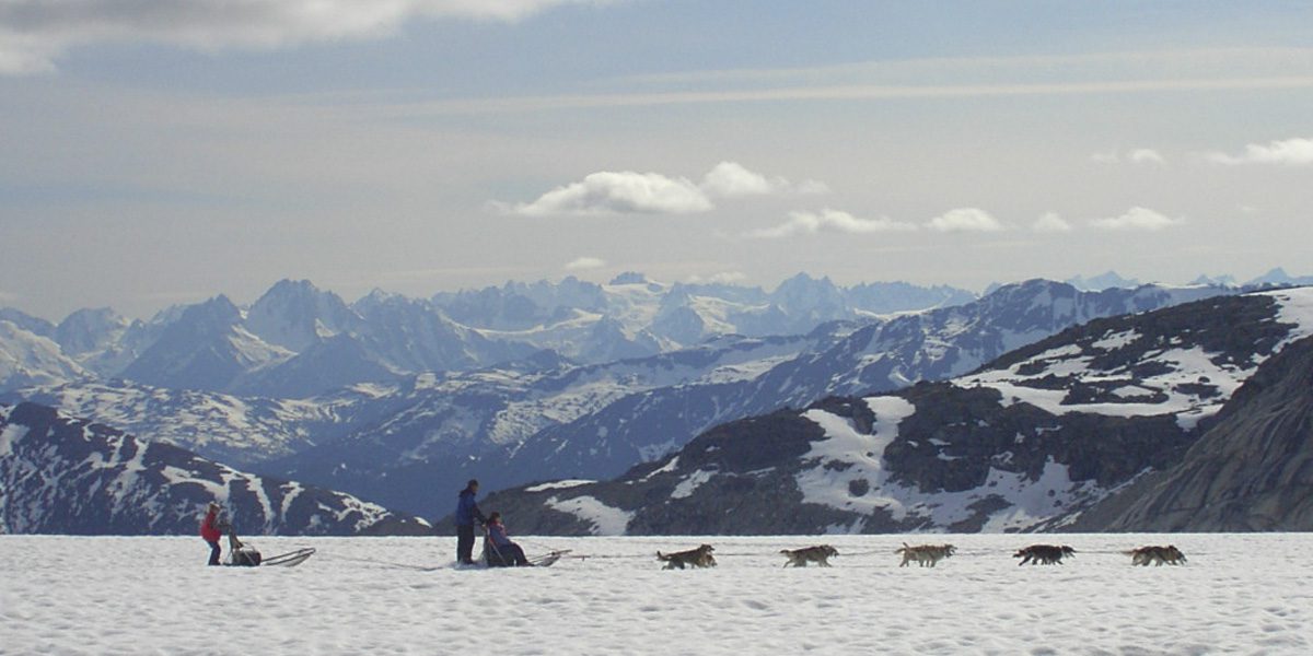 A person on skis with dogs in the snow.