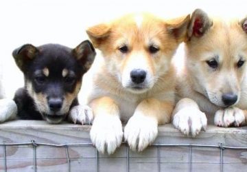 Three dogs are sitting on a ledge together.
