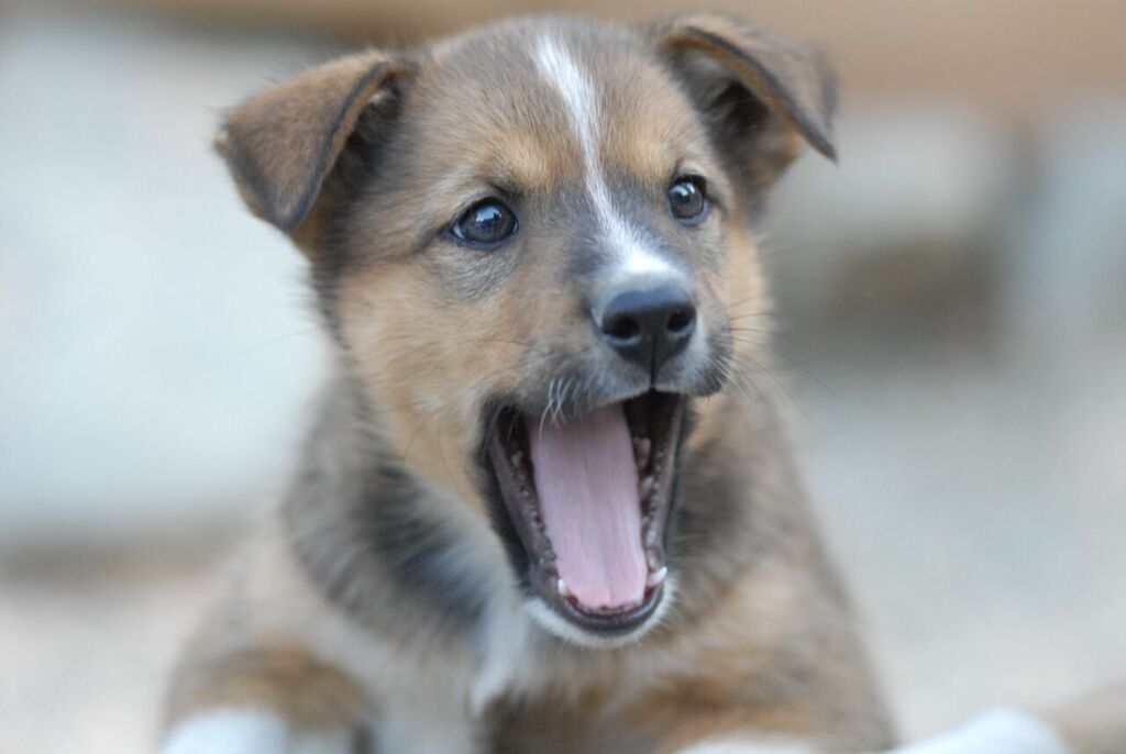 A puppy is sitting on the ground with its mouth open.