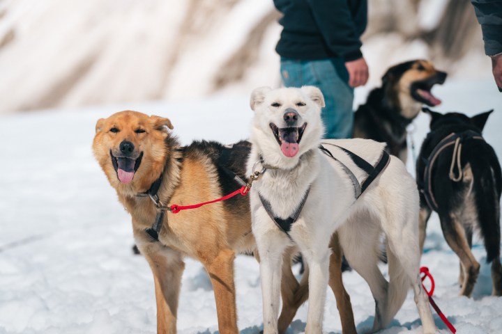 Two sled dogs with harnesses smiling in snowy landscape.