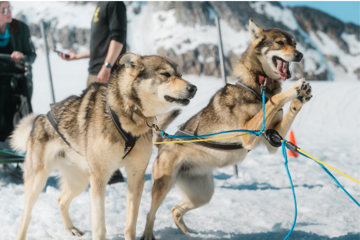 Two sled dogs in harnesses on snowy terrain, one leaping excitedly.