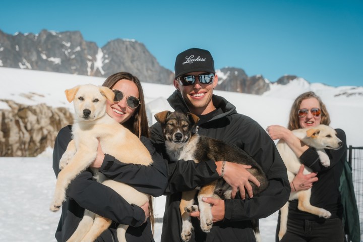 Three people in black jackets hold puppies, standing on snowy mountains with clear blue sky.