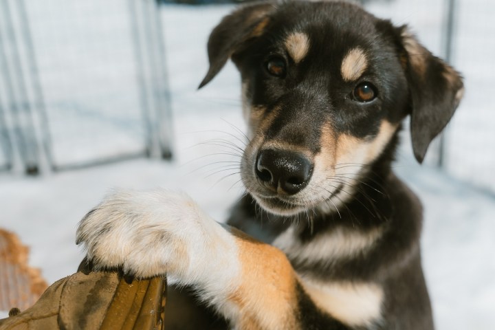 Puppy with black and tan fur stands on hind legs, paws on a brown object, in a snowy fenced area.