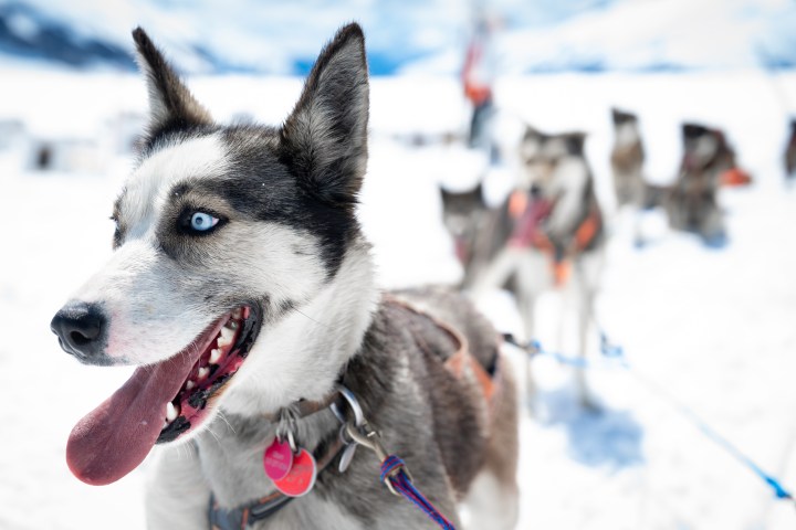 Close-up of a sled dog with a blue eye, tongue out, other huskies in background on snow.