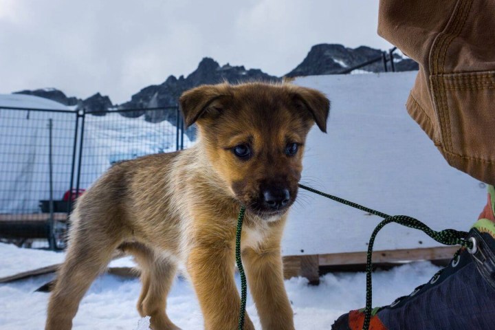 a dog sitting on a boat