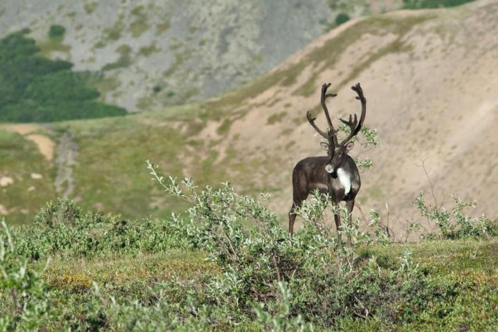 a deer standing in a field