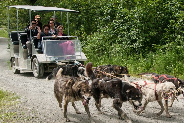 A group of people on a cart pulled by sled dogs on a dirt path surrounded by trees.