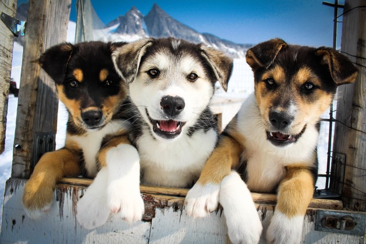 Three puppies leaning over a wooden fence with snowy mountains in the background.